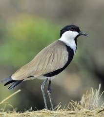 Close up portrait of Spur-winged lapwing. The spur-winged lapwing or spur-winged plover  is a...