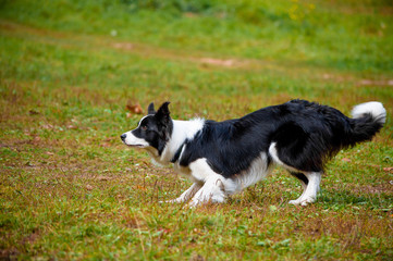 Portrait of a funny dog