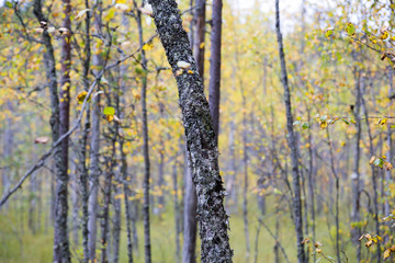Yellow birch forest in the swamp area in Finland. Autumnal day.
