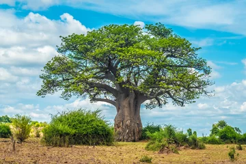Fotobehang Baobabboom, Chobe National Park, Botswana © Luis