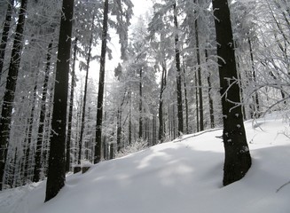 Zimowy las, Polska © Michal
