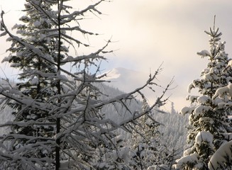Gałęzie i widok na Tatry, Polska © Michal