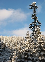 Zima w Tatrach, Polska
