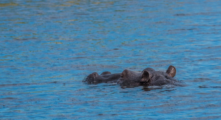 Chobe National Park, Botswana