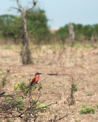 Southern carmine bee-eater, Chobe National Park, Botswana