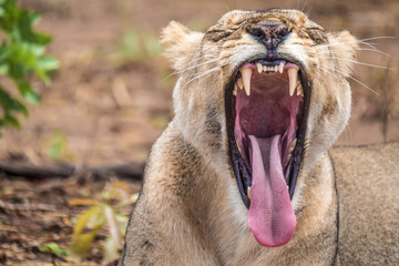 Close interaction with a playful lioness, Chobe riverfront area, Serondela, Chobe National Park,...