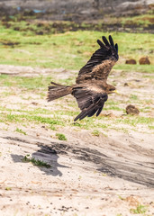 Tawny eagle, Chobe National Park, Botswana