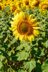 Field of sunflowers.