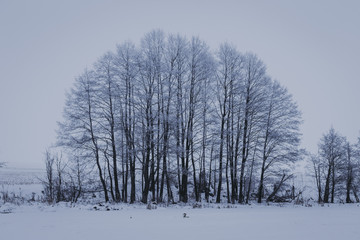 Fototapeta na wymiar Winter landscape with trees