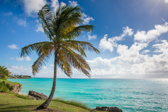 Barbados Coastline with Beautiful Torquise Water and Palm Tree