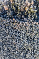 aerial view of the winter forest