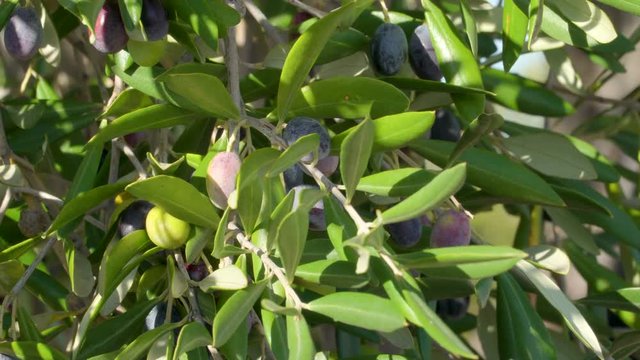 15137_Fruits_of_the_olive_grove_in_the_farm.mov