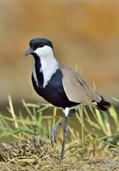 Close up portrait of Spur-winged lapwing. The spur-winged lapwing or spur-winged plover  is a lapwing species.
