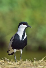 Close up portrait of Spur-winged lapwing. The spur-winged lapwing or spur-winged plover  is a lapwing species.
