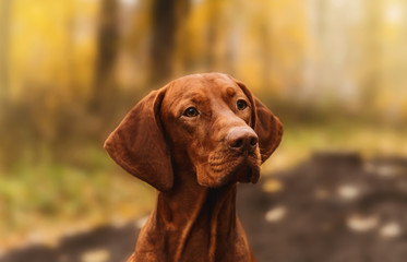 Portrait of Hungarian Vizsla sitting outdoors in autumn park