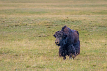 Black male yak in the meadow