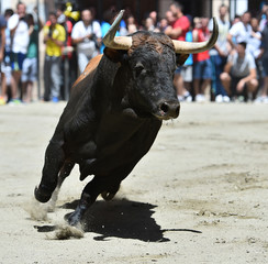 bull