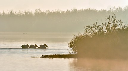 Pelicans swim across the water in the morning mist. Morning mist before dawn.