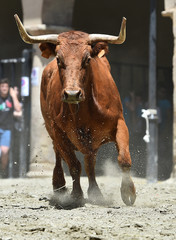 bull