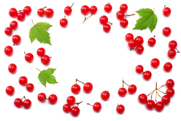 Red berries of Viburnum (arrow wood) with green leaf isolated on white background top view
