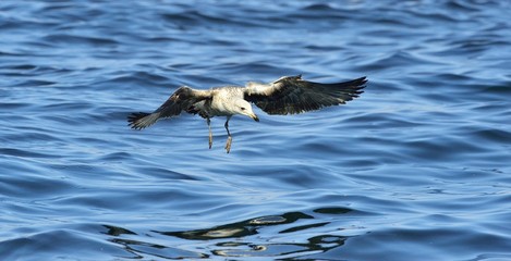 Flying Juvenile Kelp gull . Dominican gull and Black Backed Kelp Gull. False Bay, South Africa
