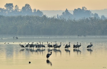 Cranes Flock at Sunrise Lake. Morning Landscape of Hula Valley Reserve. Major stopover for Birds Migrating between Africa, Europe and Asia. North of Israel.  Common Crane,  Eurasian Crane.