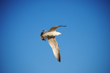 La mouette 