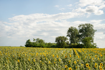 Obraz premium Field of sunflowers