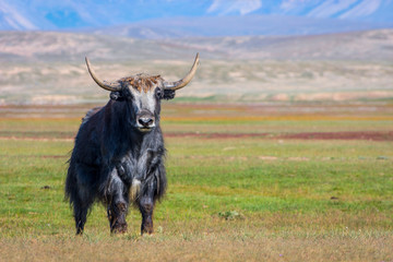 Male yak in the pasture, Kyrgyzstan