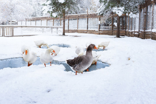 geese walk in the courtyard among the snow in winter