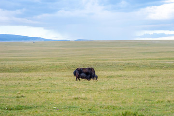 Black male yak in the meadow