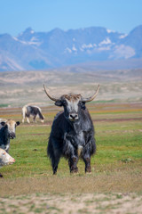 Male yak in the pasture, Kyrgyzstan