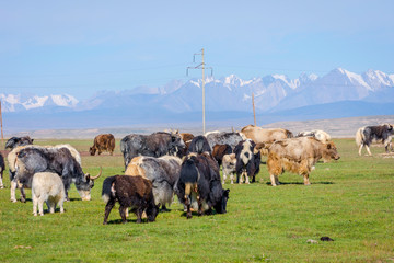 Obraz premium Herd of yaks in the pasture
