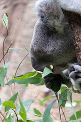 Coala closeup