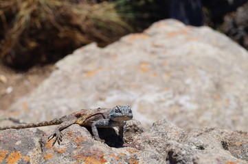 Stone Salamander, Panorama route, South Africa