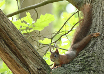 Eurasian red squirrel