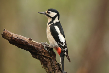 Great Spotted Woodpecker