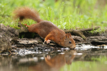 Drinking squirrel