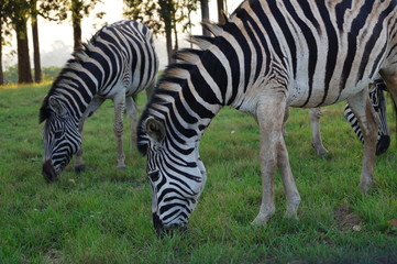 Zebras in Swaziland, Milwane Wildlife Sanctuary