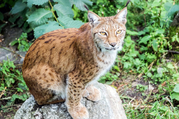 Obraz premium a lynx sitting on rock