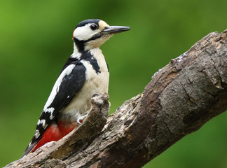 Great spotted woodpecker