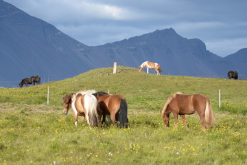 Fototapeta na wymiar Island-Ponys