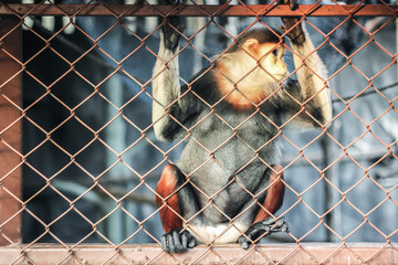 a red face monkey behind fence at zoo