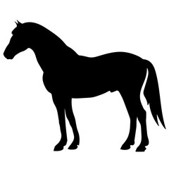 rearing up horse fine vector silhouette and outline - graceful black stallions