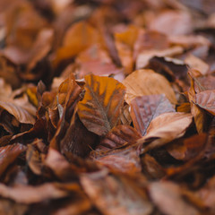 Feuilles d'automne