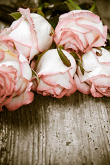 White pink roses on a wooden background