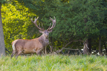 deer in Dyrehave forest north of Copenhagen