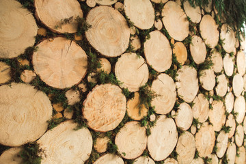 Decorative wall made of tree stubs