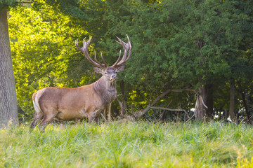 deer in Dyrehave forest north of Copenhagen