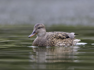 Female Gadwall Swimming in Fall  